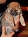 CHIOT shiba inu DISPONIBLE