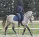 j'offre mon cheval