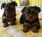 Accueil &#233;lev&#233; chiots yorkshire pour rehoming - photo 1