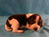 Bailey Beaggle chiot pour adoption