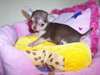 chiot  chihuahua femelle non lof a donner