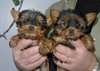 chiots yorkshire à donner