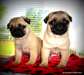 Chiots Carlin sable