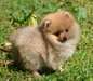 Chiots SPITZ  LOF