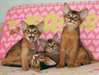 chatons abyssins disponibles maintenant