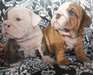 Healthy Bulldog Anglais chiots disponibles
