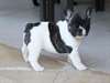 Chiots bouledogue français