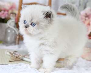 Magnifiques chatons persan