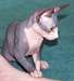 Adorables chatons sphynx