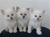 Trois chatons mignons et adorables Birman pour tou