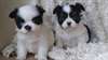 Chiots Chihuahua pour adoption - photo 1