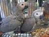 African Grey Parrots pour adoption libre