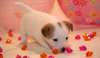 Chiot type jack russel poil court à donner