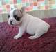 chiot femelle type Bouledogue français à donner