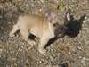 Chiot pure race bouledogue Français femelle fauve