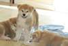 Jolis chiots shiba inu