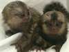 Doigt bébé Ouistiti singes pour adoption