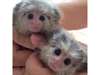 Doigt bébé Ouistiti singes pour adoption