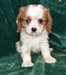 Chiots Cavalier king charles