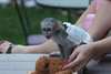 A donner adorable singe capucin non lof de 3 mois - photo 4