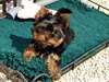 Chiots Yorkshire Terrier