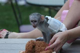 A donner adorable singe capucin non lof de 3 mois