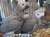 African Grey Parrots pour adoption libre