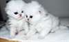 Deux magnifiques chatons persans Écaille disponib