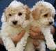 akc chiots jouet caniche pour adoption