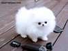 charmants chiots tasse de thé de pomeranian pour a