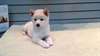 Très beaux chiots shiba-inu vaccinés