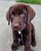 Je vous propose deux chiots Labrador.