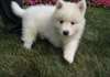 Des sublimes chiots samoyedes