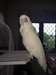 Ducorps Cockatoo pour adoption