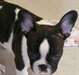 Chiots bulldog français de prêts pour leur nouvell