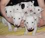 chiots Bull terrier miniature