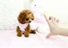 Les chiots Caniche minuscules