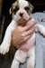 Chiots Boxer pour la nouvelle maison