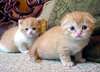 De magnifiques chatons de race siamois