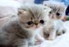 Plein Kittens Pedigree persan chinchilla