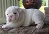 Jolie et abordable chiots bulldog anglais pour ado
