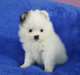 Chiots pomeranian blanc de glace pour bonne famill