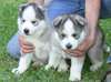 Adorable chiots Husky sibérien à vendre