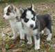 Chiots Husky sibérien yeux bleus prêts