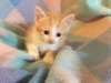 Chatons Munchkin