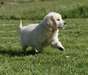 Petit Chiot golden retriever mâle