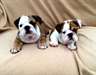 Kc enregistrés Tri Coloured Bulldogs Anglais.