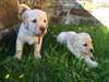 Les chiots Labrador à vendre