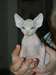 donne chatons sphinx