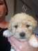 bebes bichon a piols frises a donner